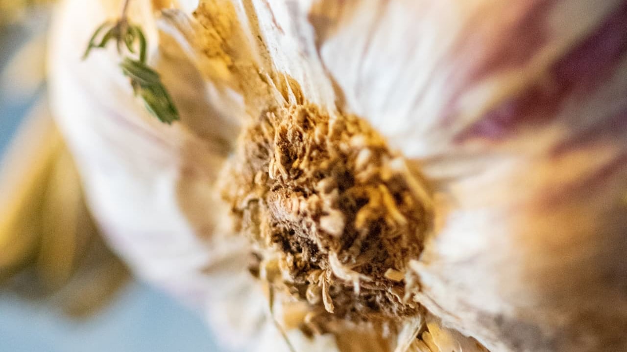 Vestibulum Vitae Lacus At Leo